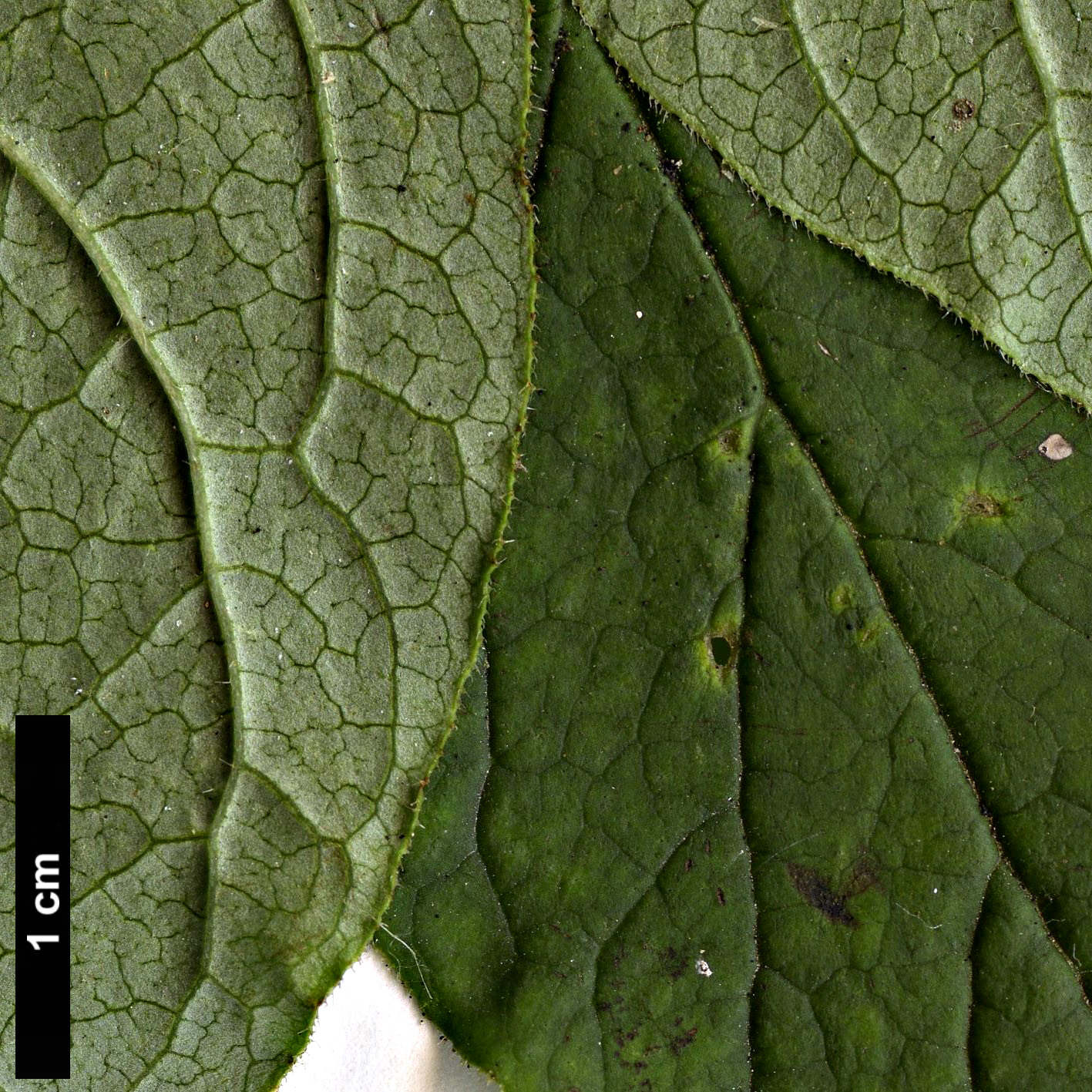 High resolution image: Family: Oleaceae - Genus: Syringa - Taxon: villosa - SpeciesSub: subsp. wolfii